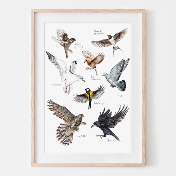 Heimische Vögel Zeichnung Fine Art Print, Giclée Print, Illustration Poster Janine Sommer Tierzeichnung Tierposter Vogelposter