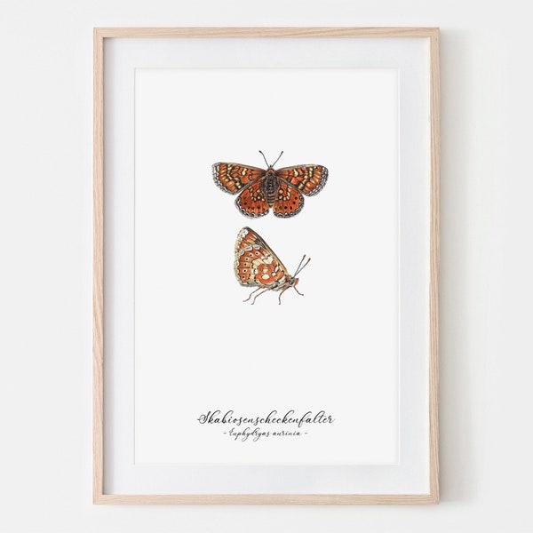 Skabiosen Scheckenfalter Schmetterling Zeichnung Fine Art Print, Giclée Print Illustration Janine Sommer