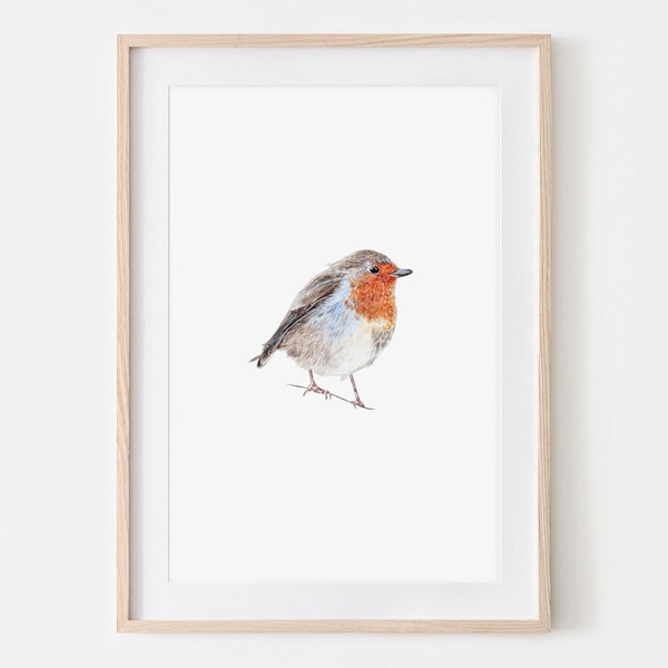 Rotkehlchen Porträt Zeichnung Fine Art Print, Giclée Print, Illustration Poster Janine Sommer Tierzeichnung Vogelzeichnung Gartenvögel