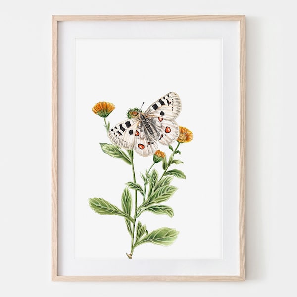 Apollofalter Schmetterling Zeichnung Fine Art Print, Giclée Print Illustration Janine Sommer