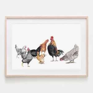 7 Hühner, Porträt, Zeichnung, Fine Art Print, Giclée Print, Tierposter, Tierzeichnung, mit Aquarell und Farbstiften von Hand gezeichnet