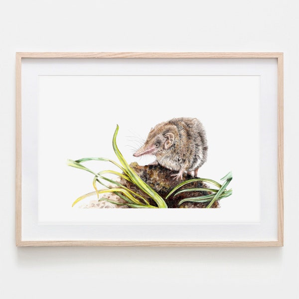 Spitzmaus Zeichnung Fine Art Print, Giclée Print Illustration Poster Janine Sommer Tierzeichnung Tiere im Garten