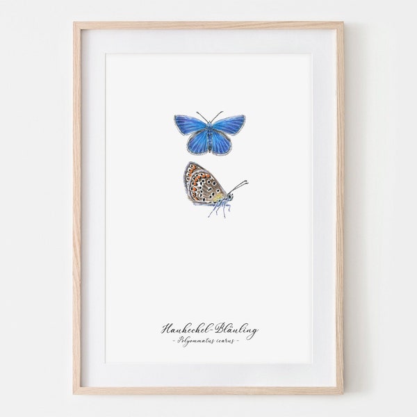 Heuchechel Bläuling Schmetterling Zeichnung Fine Art Print, Giclée Print Illustration Janine Sommer