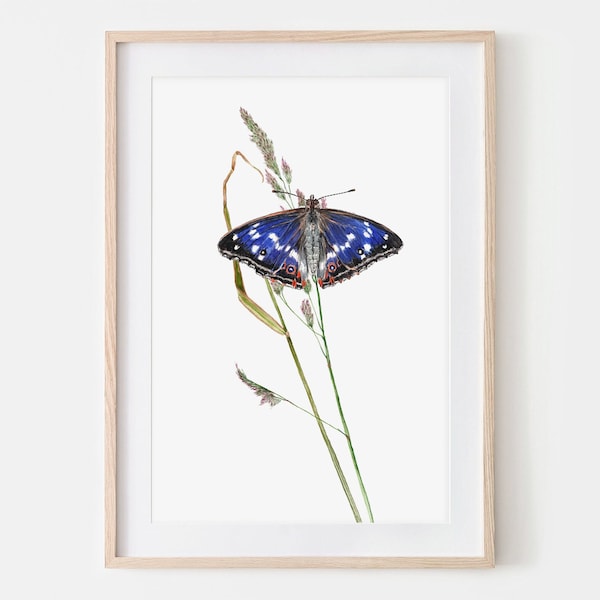 Schillerfalter Schmetterling Zeichnung Fine Art Print, Giclée Print Illustration Janine Sommer