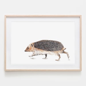 Igel Portrait, Zeichnung, Fine Art Print, Giclée Print, Tierposter, Tierzeichnung, mit Aquarell und Farbstiften von Hand gezeichnet