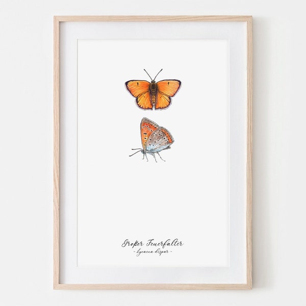 großer Feuerfalter Schmetterling Zeichnung Fine Art Print, Giclée Print Illustration Janine Sommer