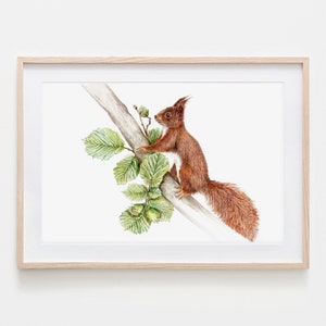 Squirrel in Walnut Drawing Fine Art Print, Giclée Print Illustration Poster Janine Sommer Animal Drawing Animals in the garden