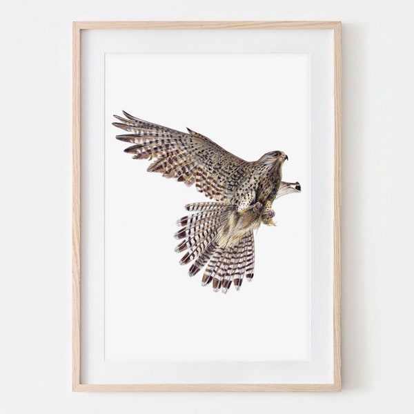 Turmfalke, Porträt Zeichnung Fine Art Print, Giclée Print, Illustration Poster Janine Sommer Tierzeichnung  Vogelzeichnung Saatkrähe Vögel