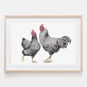 Amrocks Hühner, Porträt, Zeichnung, Fine Art Print, Giclée Print, Tierposter, Tierzeichnung, mit Aquarell & Farbstiften von Hand gezeichnet