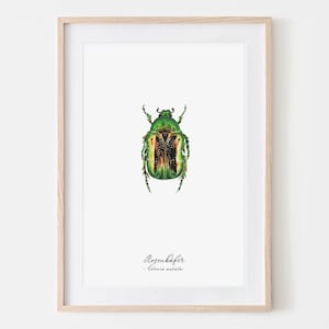 Rosenkäfer, Käfer, Insekten, Zeichnung, Fine Art Print, traditionelle Arbeit, Aquarell von Hand gezeichnet