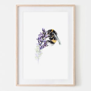 Bumblebee in Lavender Drawing Insects Fine Art Print, Giclée Print Illustration Poster Janine Sommer Nature Illustration