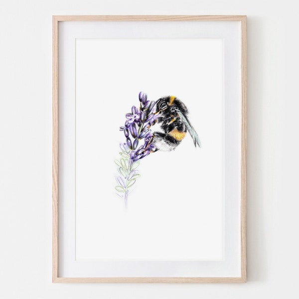 Hummel im Lavendel  Zeichnung Insekten Fine Art Print, Giclée Print Illustration Poster Janine Sommer Naturillustration