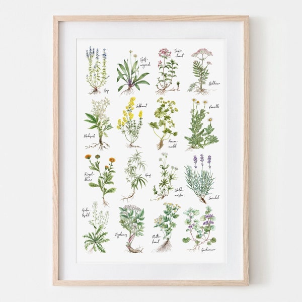 Heilkräuter Fine Art Print, Giclée Print Illustration Janine Sommer Naturillustration Kräuterposter Plflanzen Zeichnung