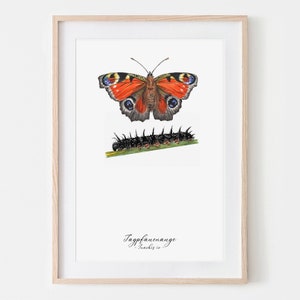Oeil de paon papillon dessin Fine Art Print, Giclée Print Illustration affiche Janine Sommer Animal dessin animaux dans le jardin image 1
