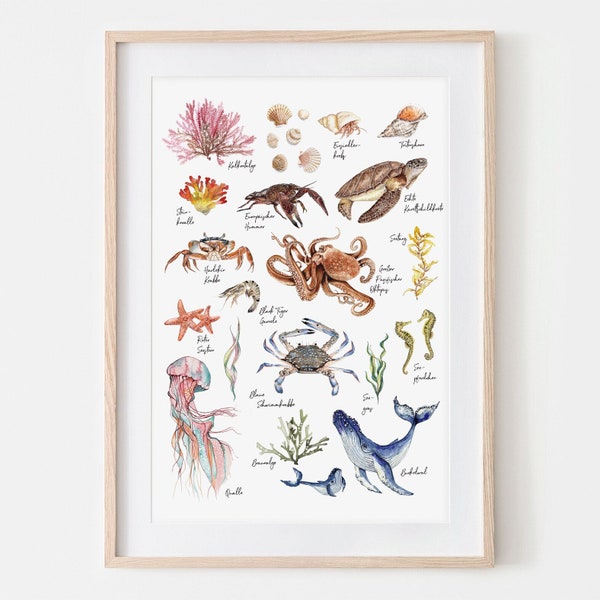 Sea Creatures Drawing Fine Art Print, Giclée Print Illustration Poster Janine Sommer Nature Illustration