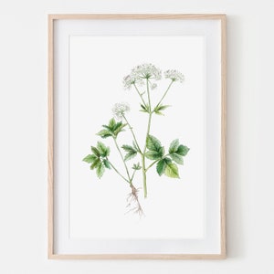 Giersch, Wildkräuter, Zeichnung, Fine Art Print, traditionelle Arbeit, Aquarell von Hand gezeichnet, botanische Illustration