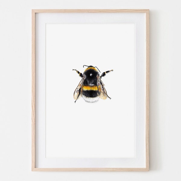 Dunkle Erdhummel 01 Hummel Zeichnung Insekten Fine Art Print, Giclée Print Illustration Poster Janine Sommer Naturillustration