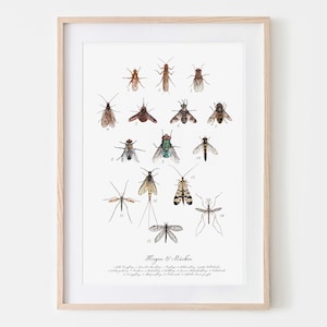 Käfer, Käferarten, gezeichnet, Käferposter, Poster, Fine Art Print, Giclée Print, Poster, Kunstdruck, Zeichnung Bild 1