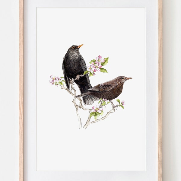 Amselpaar Porträt Zeichnung Fine Art Print, Giclée Print, Illustration Poster Janine Sommer Tierzeichnung Vogelzeichnung Gartenvögel