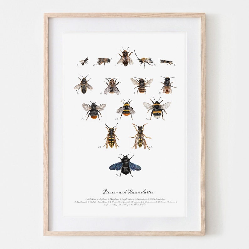 Wildbienen und Hummeln, Bienen gezeichnet, Hummelposter, Bienenarten Poster, Fine Art Print, Giclée Print, Poster, Kunstdruck, Zeichnung Bild 1