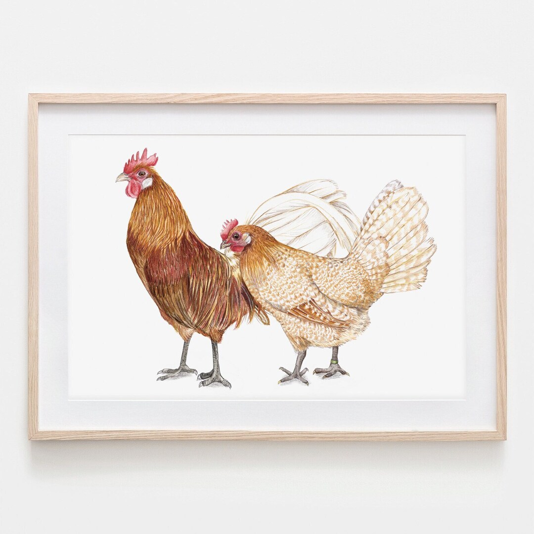 Friesian Chickens, Portrait, Drawing, Fine Art Print, Giclée Print ...
