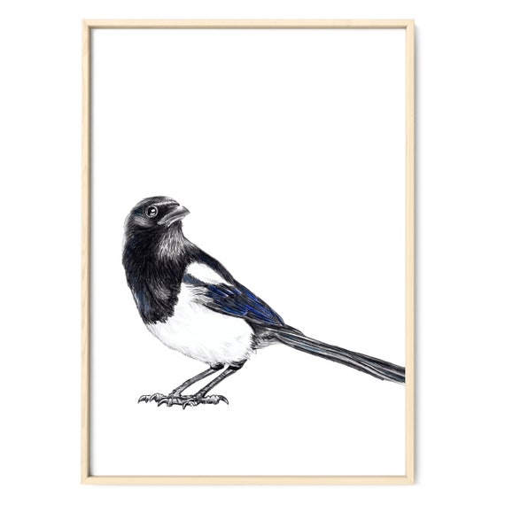 Elster Art Print Affiche Dessin Oiseau Dessin Jardin Oiseaux