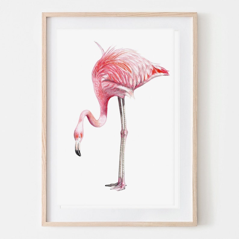 Flamingo Portrait Dessin Fine Art Print, Giclée Print, Illustration Affiche Janine Sommer Animal Drawing Bird Drawing image 1