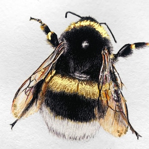 Dunkle Erdhummel Zeichnung vergoldet, kleiner Fine Art Print Hummel, Giclée Print, Wildbienen, traditionelle Arbeit, von Hand gezeichnet