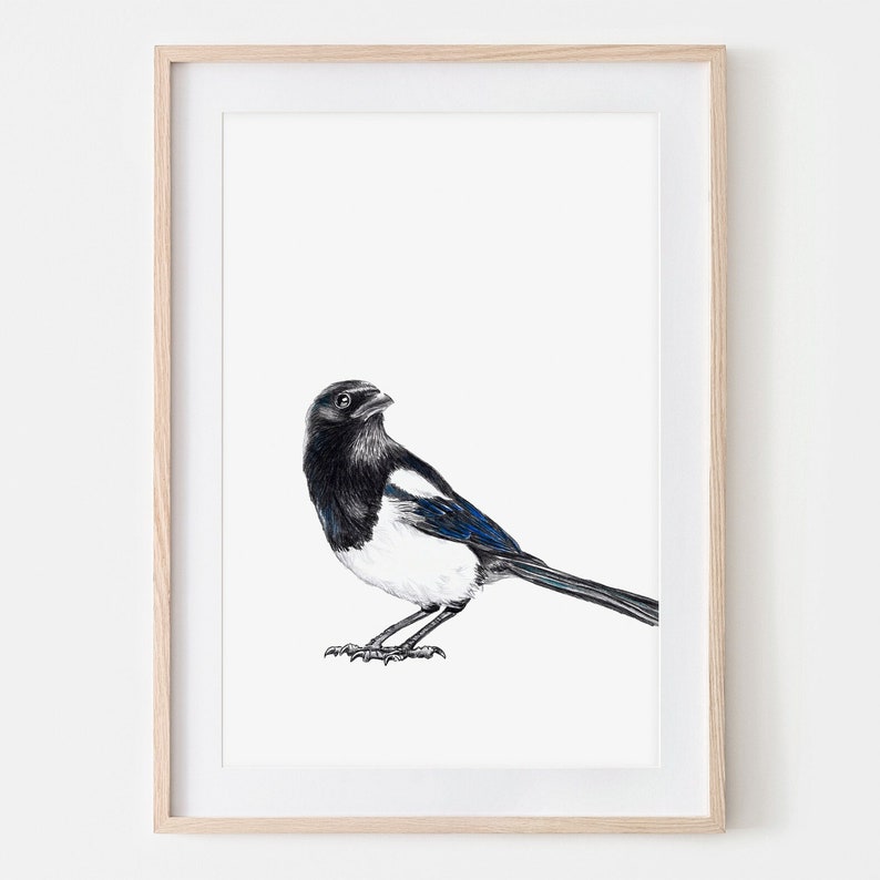 Magpie portrait drawing fine art print, giclée print, illustration poster Janine Sommer animal drawing bird drawing garden birds image 1