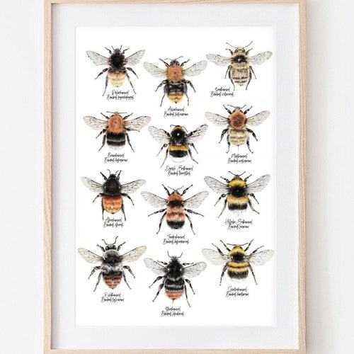 12 species of bumblebees, bumblebees drawing, insect poster, bumblebee wall decoration, wild bee art print, bee print, insect illustration