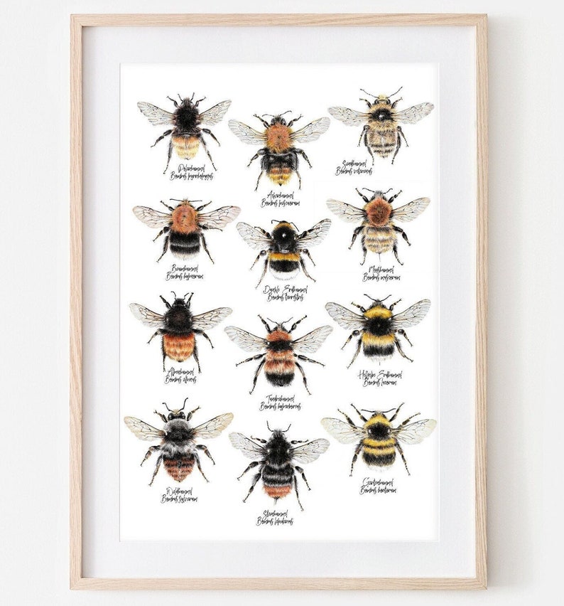 12 Hummelarten, Hummeln Zeichnung, Insekten Poster, Hummel Wandekoration, Wildbienen Kunstdruck, Biene Print, Insekten Illustration Bild 1
