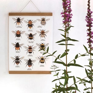 12 Hummelarten, Hummeln Zeichnung, Insekten Poster, Hummel Wandekoration, Wildbienen Kunstdruck, Biene Print, Insekten Illustration Bild 3