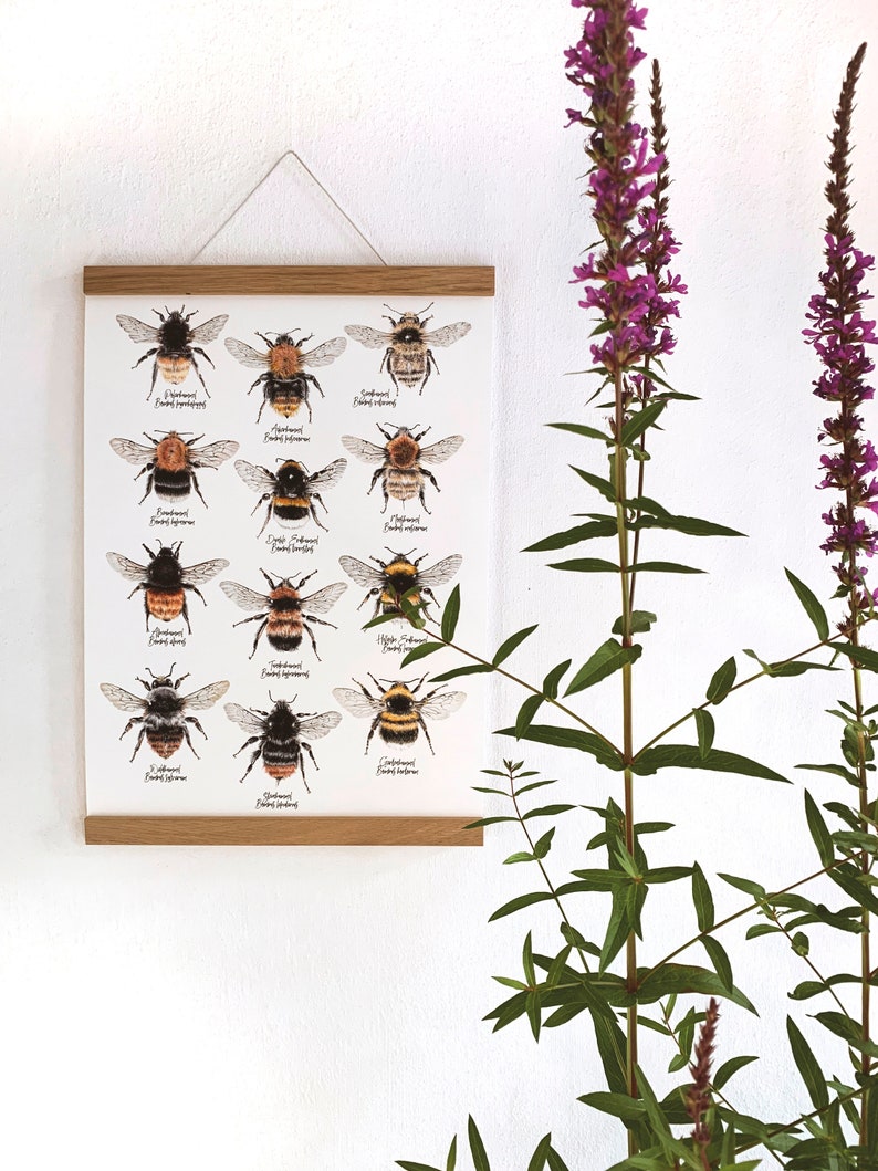 12 Hummelarten, Hummeln Zeichnung, Insekten Poster, Hummel Wandekoration, Wildbienen Kunstdruck, Biene Print, Insekten Illustration Bild 3