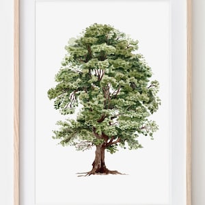 Linde, Laubbäume, Zeichnung, Baumposter , Fine Art Print, traditionelle Arbeit, Aquarell von Hand gezeichnet, botanische Illustration