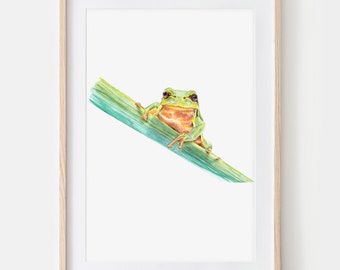 Laubfrosch Zeichnung Fine Art Print, Giclée Print Illustration Poster Janine Sommer Tierzeichnung Tiere im Garten