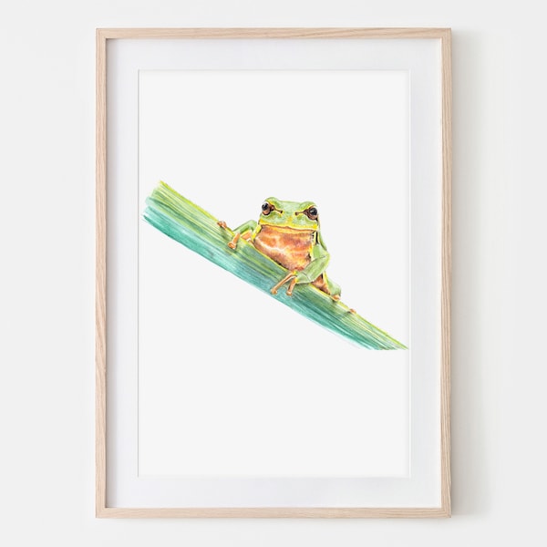 Laubfrosch Zeichnung Fine Art Print, Giclée Print Illustration Poster Janine Sommer Tierzeichnung Tiere im Garten