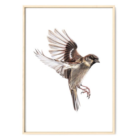 Moineau En Affiche Vol Dessin Oiseau Impression Art Dessin Jardins Oiseaux