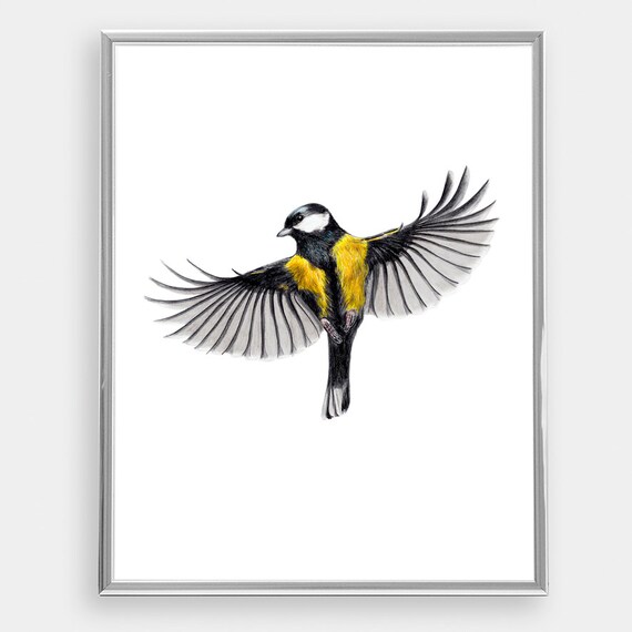 Mésange Charbonnière Dans Les Avis De Vol Dessin Oiseaux Jardin Doiseaux