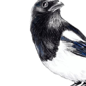 Magpie portrait drawing fine art print, giclée print, illustration poster Janine Sommer animal drawing bird drawing garden birds image 2