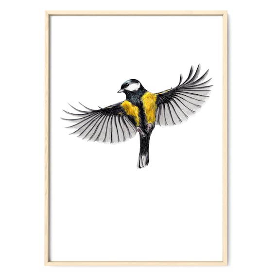 Mésange Charbonnière Dans Les Avis De Vol Dessin Oiseaux Jardin Doiseaux