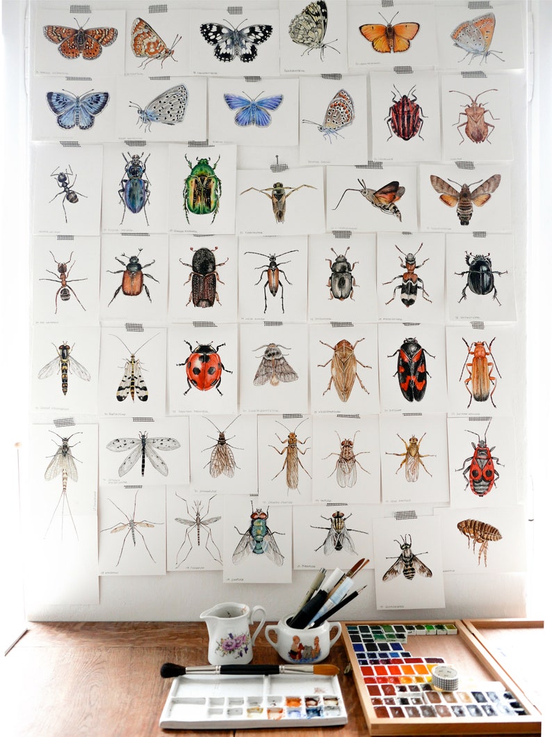 Wildbienen und Hummeln, Bienen gezeichnet, Hummelposter, Bienenarten Poster, Fine Art Print, Giclée Print, Poster, Kunstdruck, Zeichnung Bild 7