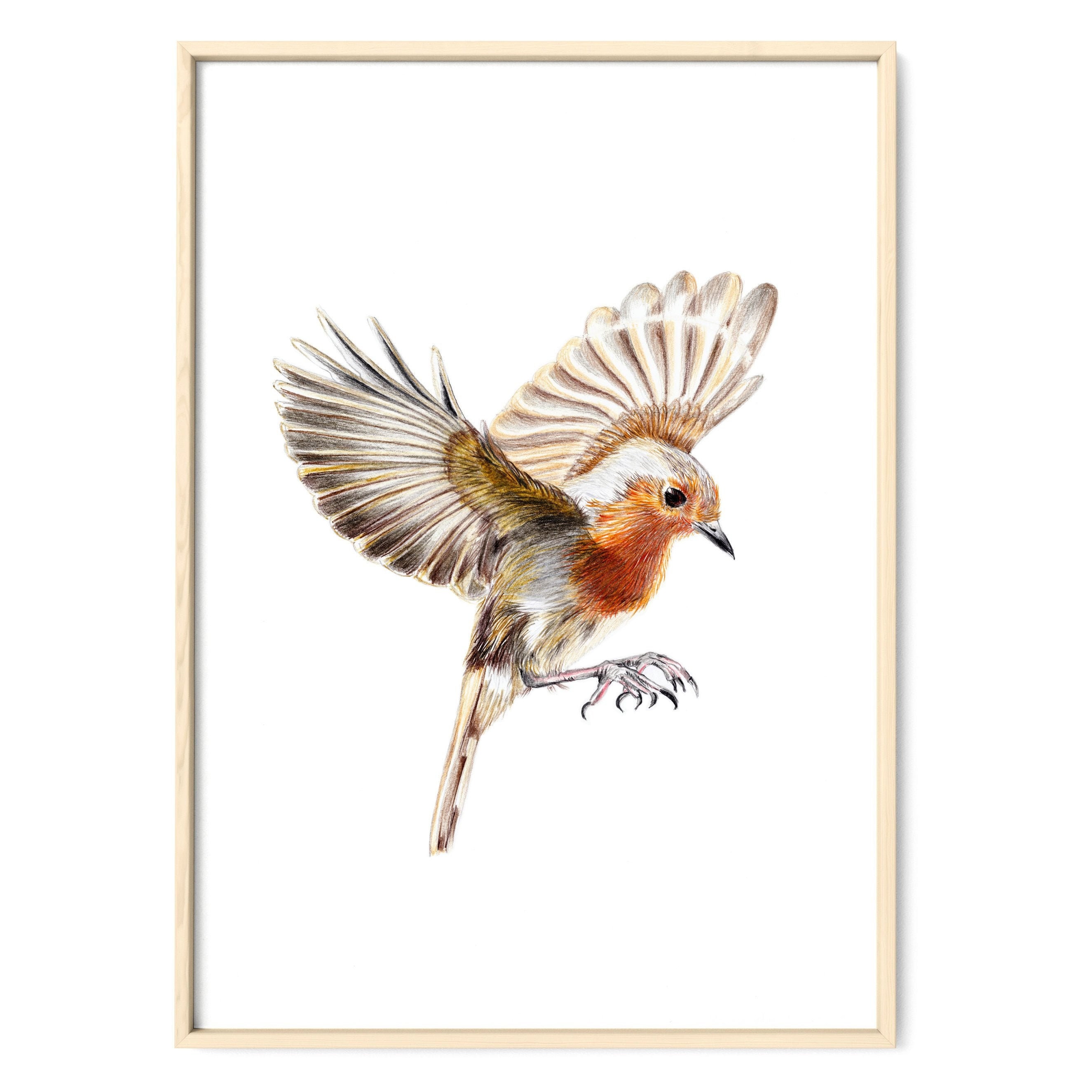 Robins in Flight Poster Drawing Prints Bird Drawing Garden - Etsy Hong Kong