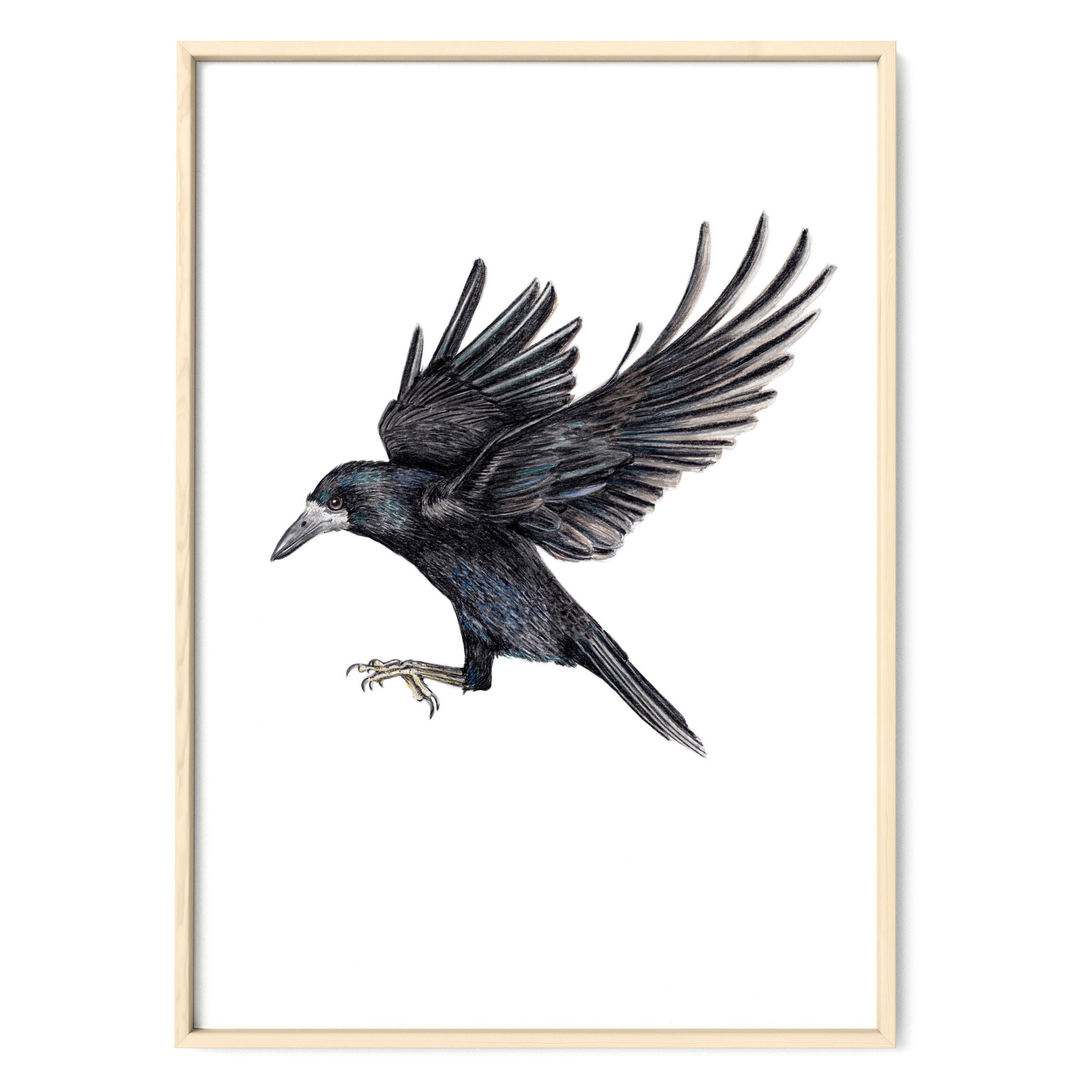 Drawing Flying Bird Crow on a White Background Stock Illustration   Illustration of isolated design 103950066