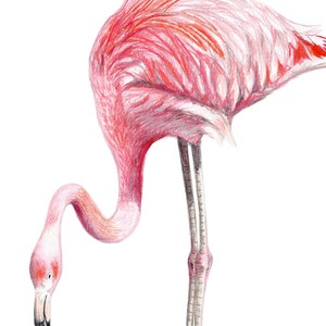 Flamingo Portrait Dessin Fine Art Print, Giclée Print, Illustration Affiche Janine Sommer Animal Drawing Bird Drawing image 2