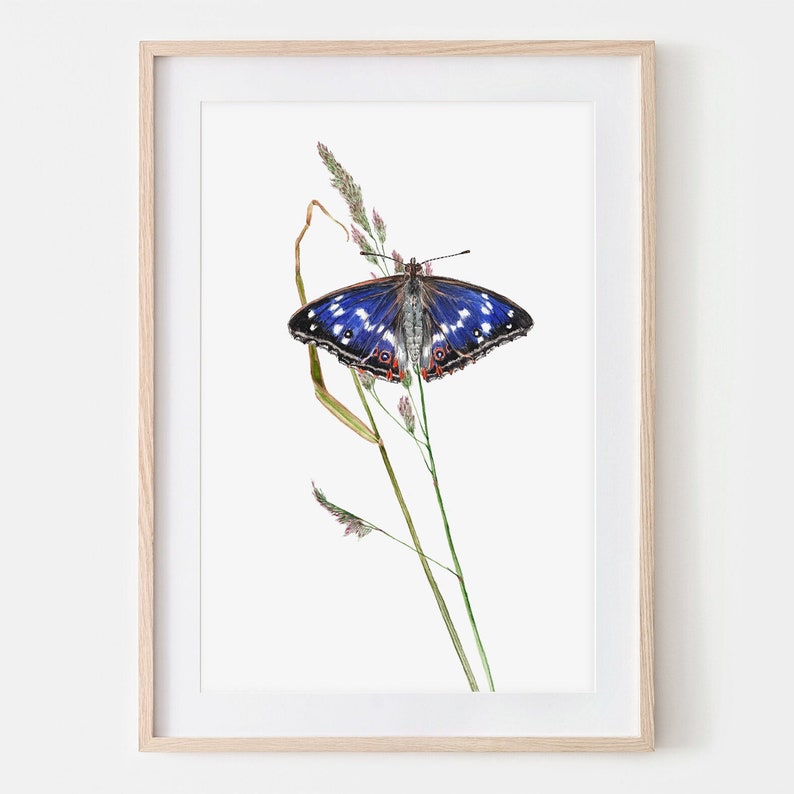 Schillerfalter Schmetterling Zeichnung Fine Art Print, Giclée Print Illustration Janine Sommer Bild 1