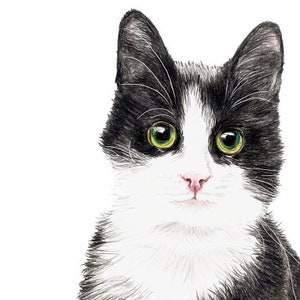 Katze Murmelauge Porträt Zeichnung Fine Art Print, Giclée Print Illustration Poster Janine Sommer Tierzeichnung Katzenposter Bild 2