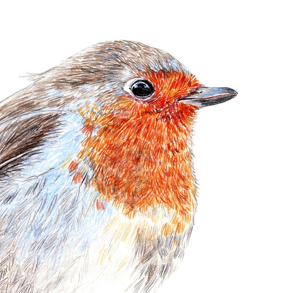 Affiche De Robin Dessin Oiseaux Jardin Doiseaux