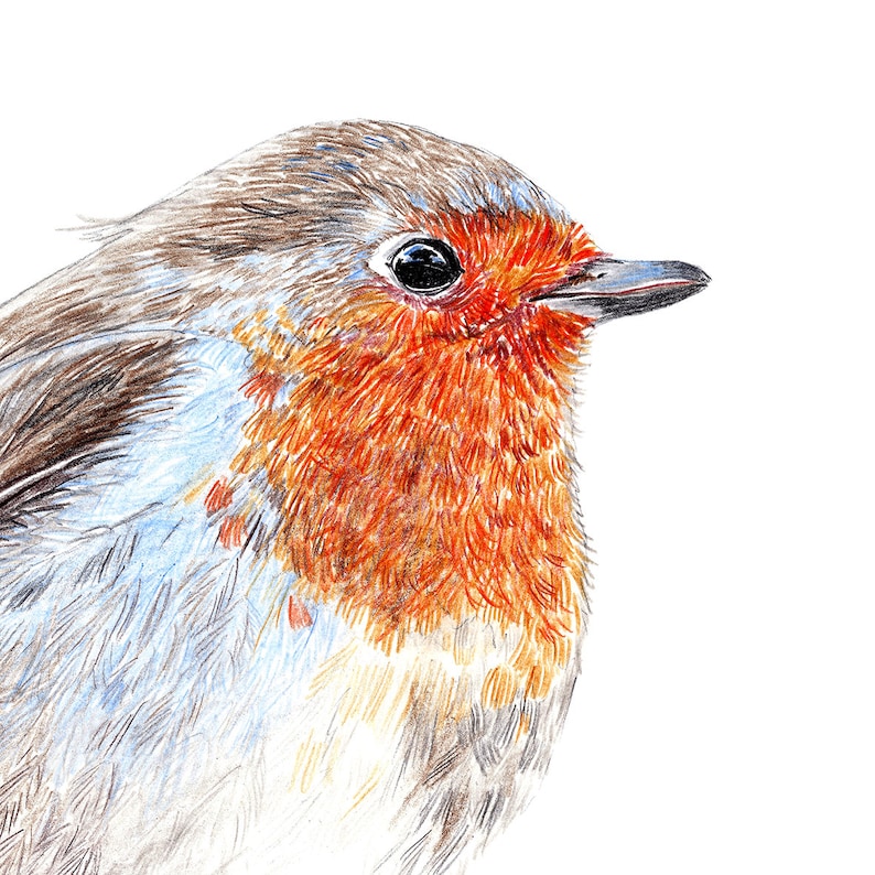 Rotkehlchen Porträt Zeichnung Fine Art Print, Giclée Print, Illustration Poster Janine Sommer Tierzeichnung Vogelzeichnung Gartenvögel Bild 2