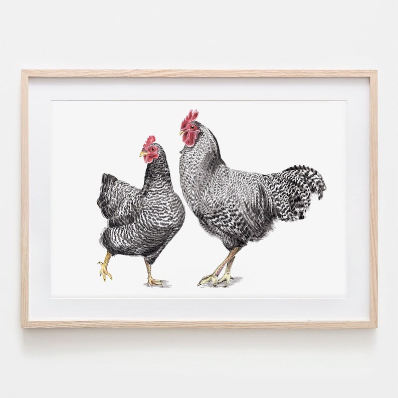 Amrocks Chickens Portrait Drawing Fine Art Print, Giclée Print, Illustration Poster Janine Sommer Animal Drawing Chicken Drawing image 1