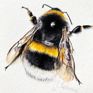 Dark bumblebee drawing, small fine art print bumblebee, giclée print poster wild bees image 4